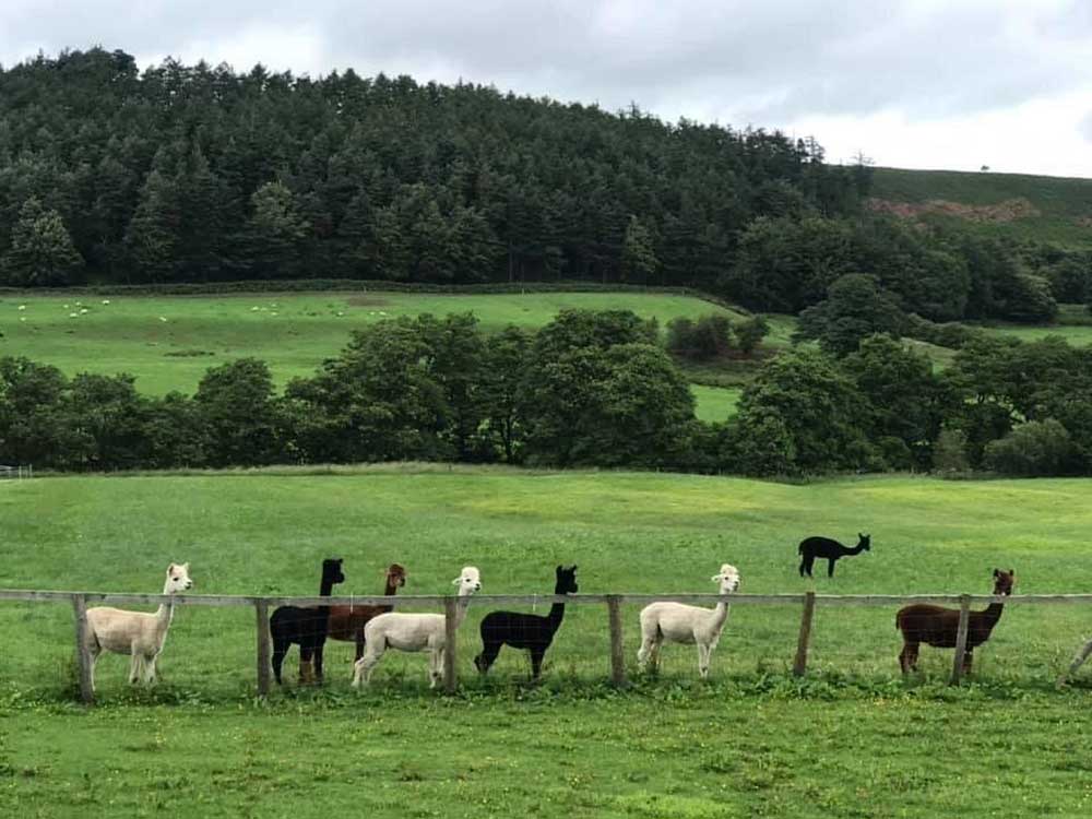 what-to-do-in-great-ayton-little-alpaca-company-velveteen-rabbit-luncheon-club